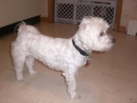 dog.jpg