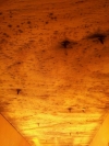 Mold Remediation Sharon MA | JH Cleaning - john_work_website_094