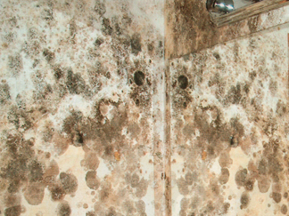 Mold Remediation Services - Bridgewater MA | JH Cleaning - moldbathroom